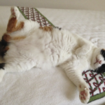 【秋バテ大丈夫ですか？】暑い夏は終わっても、気が抜けない季節です